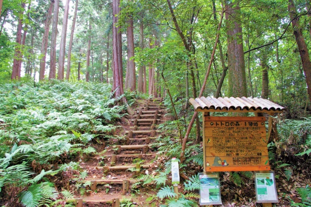 Totoro Forest